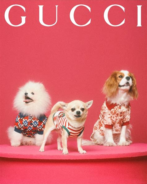 gucci cruise 18 campaign|gucci pet collection 2023.